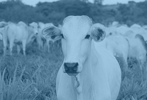 Vaga aberta em ************